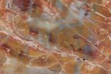 Colorful, Petrified Wood (Araucarioxylon) End Cut - Arizona #210840-1